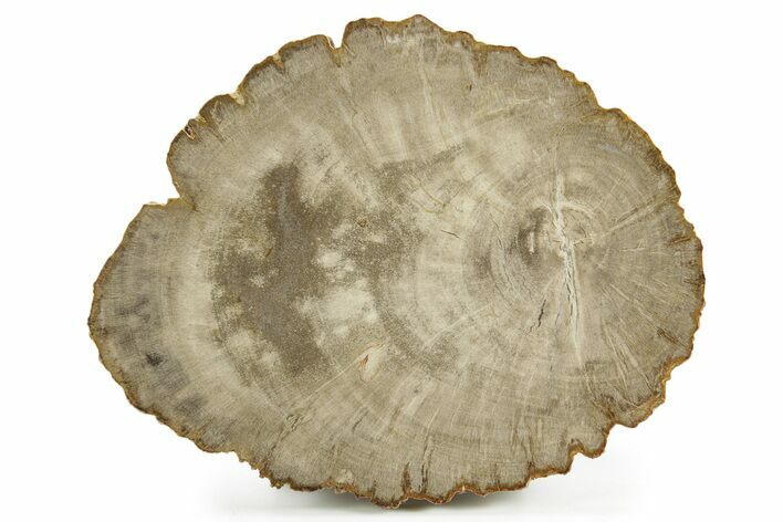 Petrified Wood (Mahogany) Round - Myanmar #382210